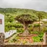 Free tour por Icod de los Vinos (Tenerife) 🍇🌳⛪