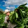 Free Tour Los secretos del tabaco, desde la semilla hasta los puros